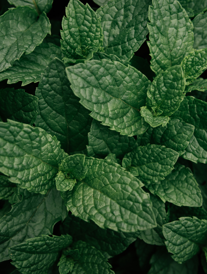 Peppermint & Dark Cedar Body Wash